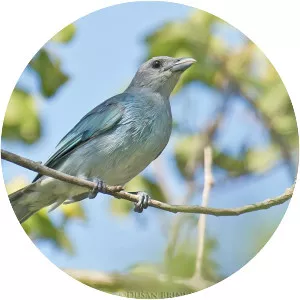 Glaucous tanager
