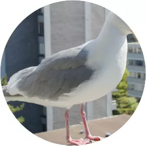 Glaucous-winged gull