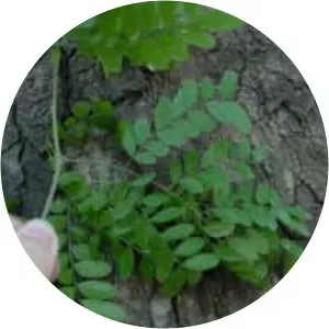 Gleditsia amorphoides - 