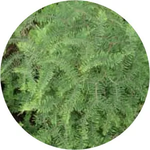Gleichenia dicarpa - 