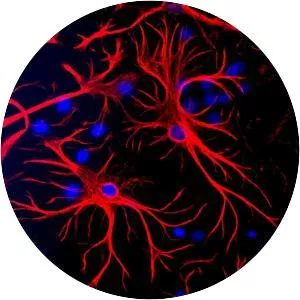 Glial fibrillary acidic protein - 