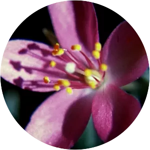 Glimpse of the Garden - 1957 ‧ Short/Experimental ‧ 5 mins