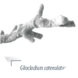 Gliocladium catenulatum - 