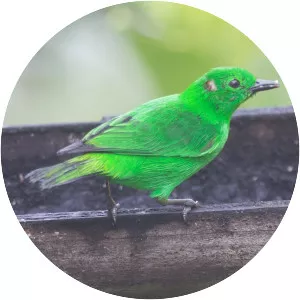 Glistening-green tanager - Bird