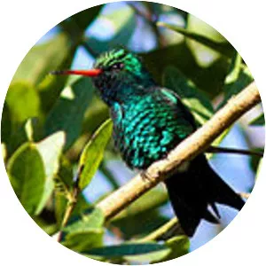 Glittering-bellied emerald - Bird