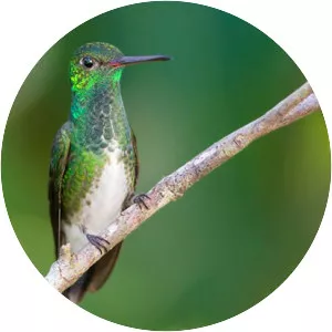 Glittering-throated emerald