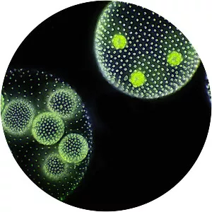 Globe algae