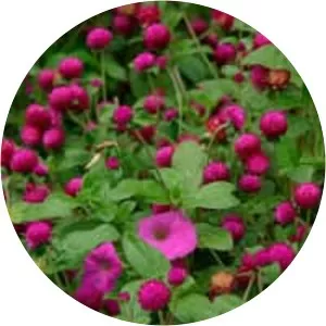 Globe amaranth