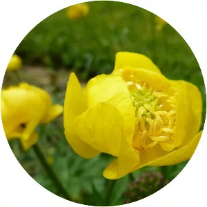 Globeflower - Plants