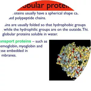 Globular protein - 