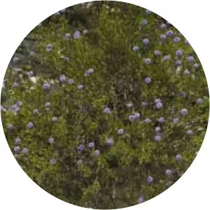 Globularia alypum - 