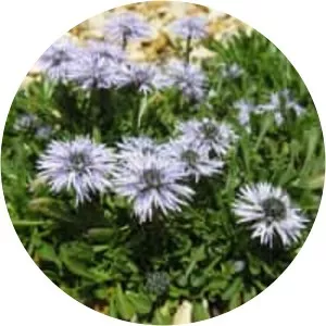 Globularia repens - 