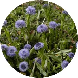 Globularia trichosantha - 