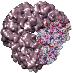 Globulin - Protein