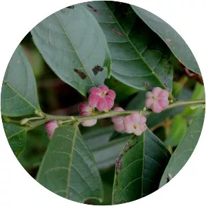 Glochidion rubrum - Plants