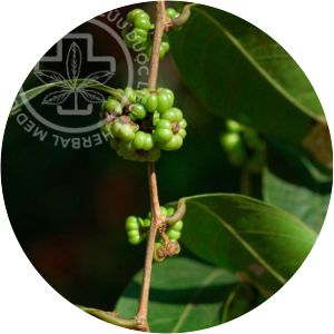 Glochidion sphaerogynum