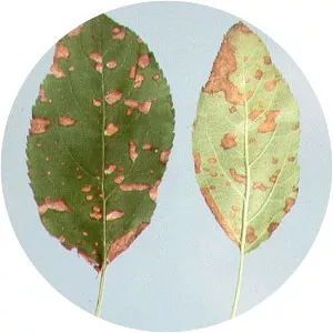 Glomerella cingulata