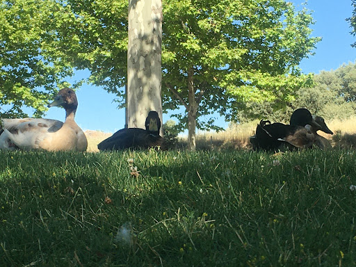 Glorieta lago Valdeluz
