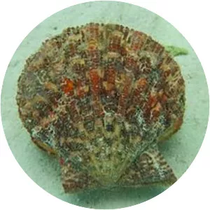 Gloripallium pallium - 