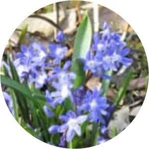 Glory-of-the-snow - Plants