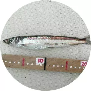 Glossanodon semifasciatus