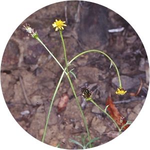 Glossocardia bidens - 