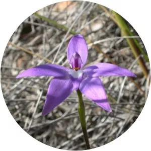 Glossodia - 