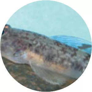 Glossogobius callidus - 