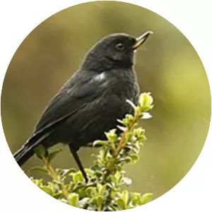 Glossy flowerpiercer - Bird