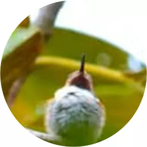 Glow-throated hummingbird