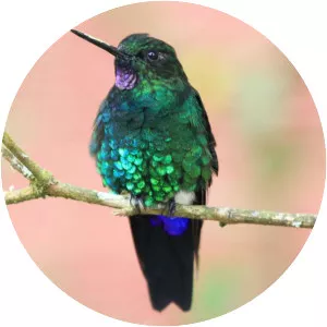 Glowing puffleg