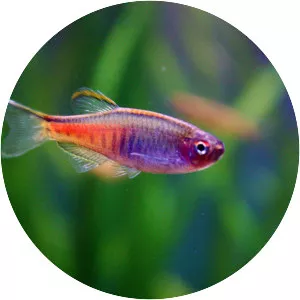 Glowlight danio