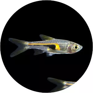 Glowlight rasbora