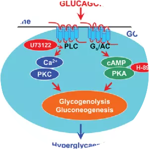 Glucagon receptor - Protein