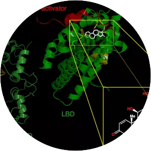 Glucocorticoid receptor