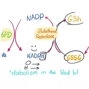 Glucose-6-phosphate dehydrogenase - Chemical compound