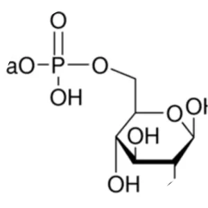Glucose 6-phosphate - 
