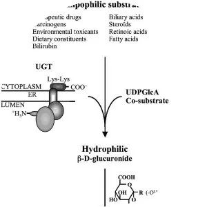 Glucuronosyltransferase - 