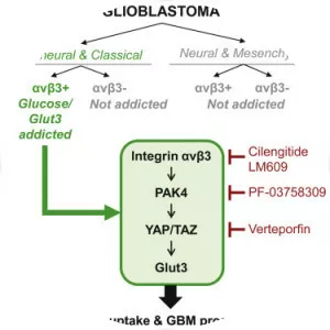 GLUT3 - Protein