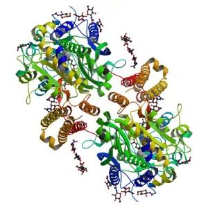 Glutamate carboxypeptidase II