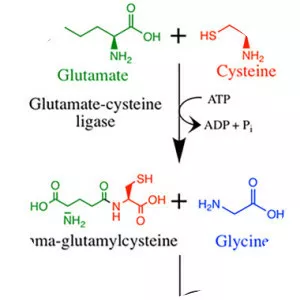 Glutamate–cysteine ligase