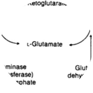 Glutamate dehydrogenase - 