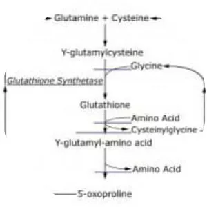 Glutathione synthetase - 