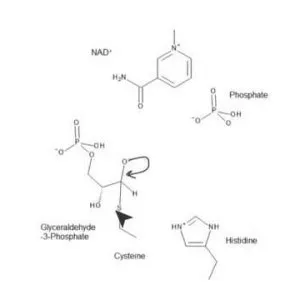 Glyceraldehyde 3-phosphate dehydrogenase - 