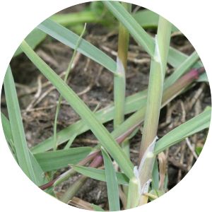 Glyceria declinata - 
