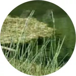 Glyceria fluitans - Plants