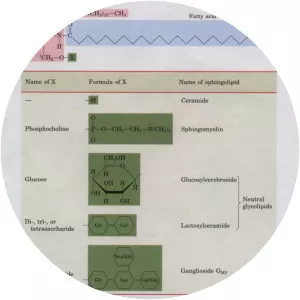 Glycerophospholipid - 
