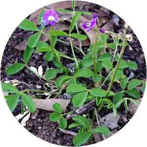 Glycine latrobeana - 