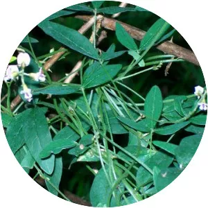 Glycine tabacina - Plants