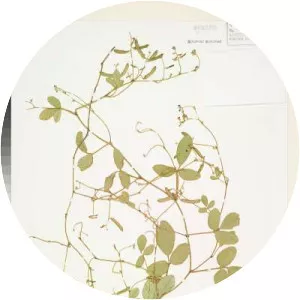 Glycine tomentella - Plants